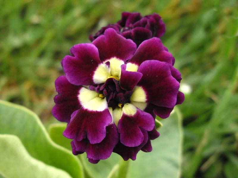 Primula x pubescens 'Doublet' in bloom in an alpine garden